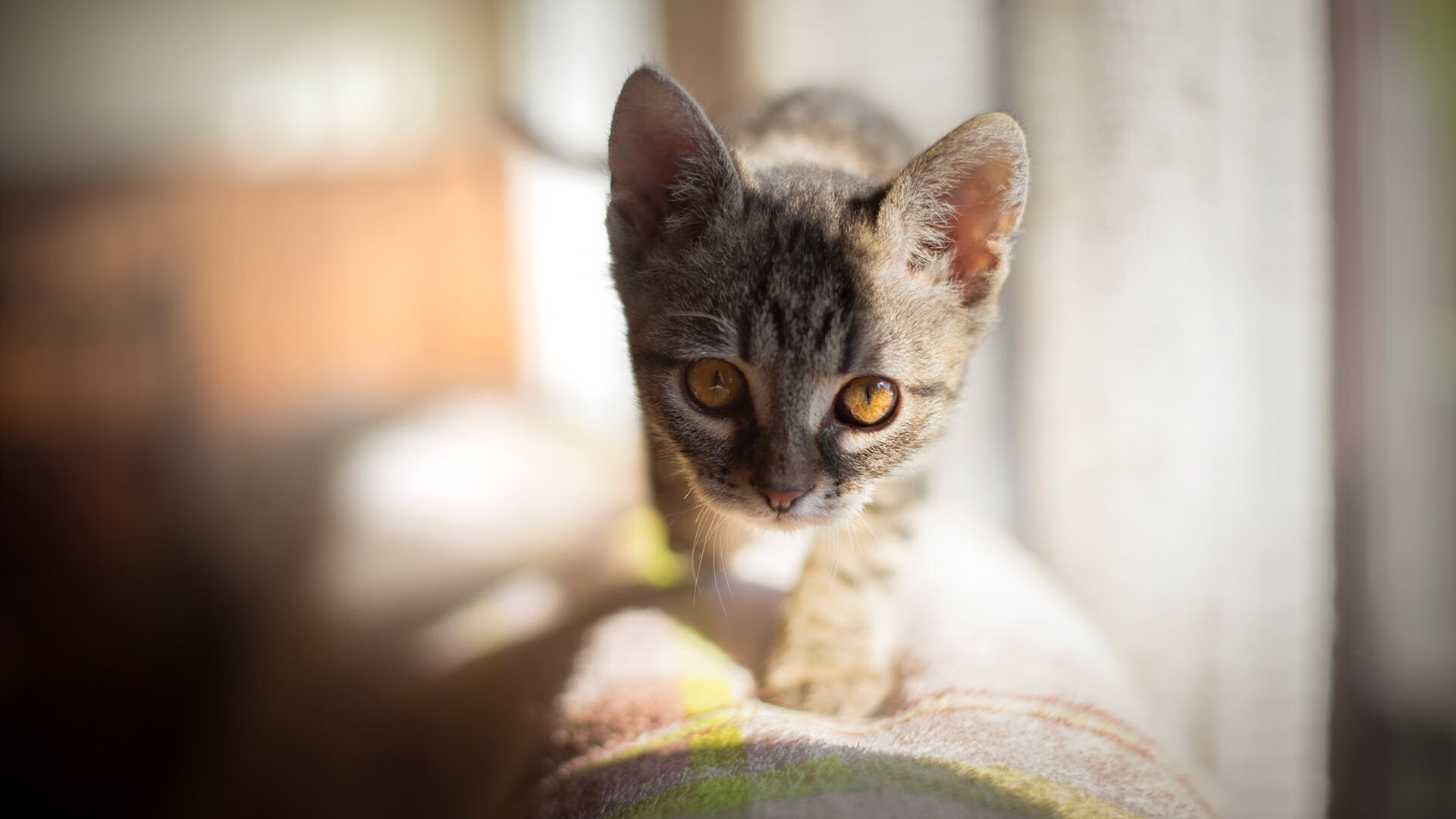 欧文北境风雪淬真金，奇才横扫深圳背后，舞台越大越强的巨星定律