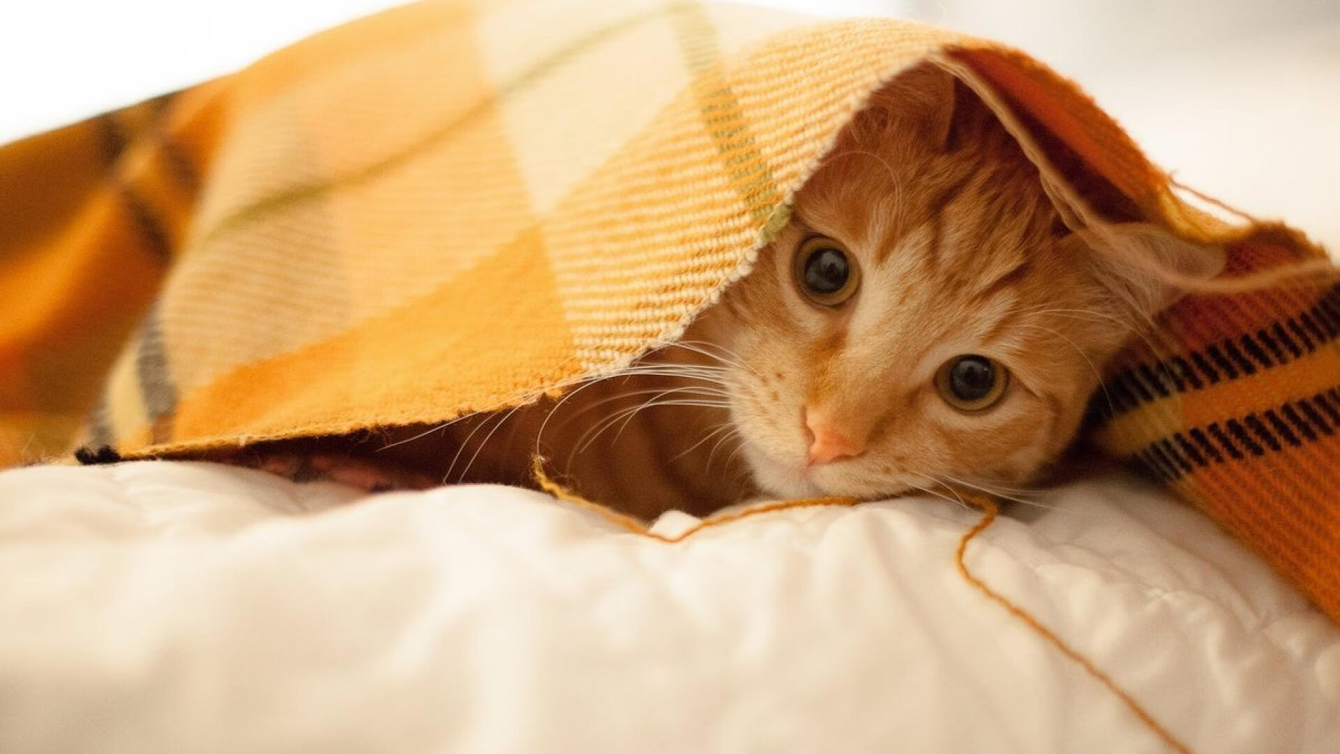 天赋淬火与体系铁砧，当拉梅洛的野性星光遭遇凯尔特人的钢铁洪流