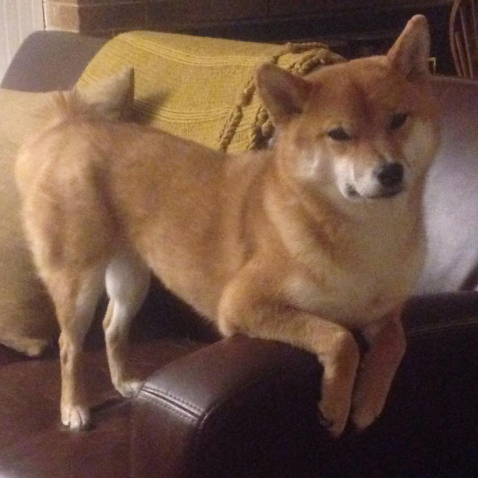 开云体育中国-奥地利压哨绝杀！京多安带队取胜，谱写不屈赞歌