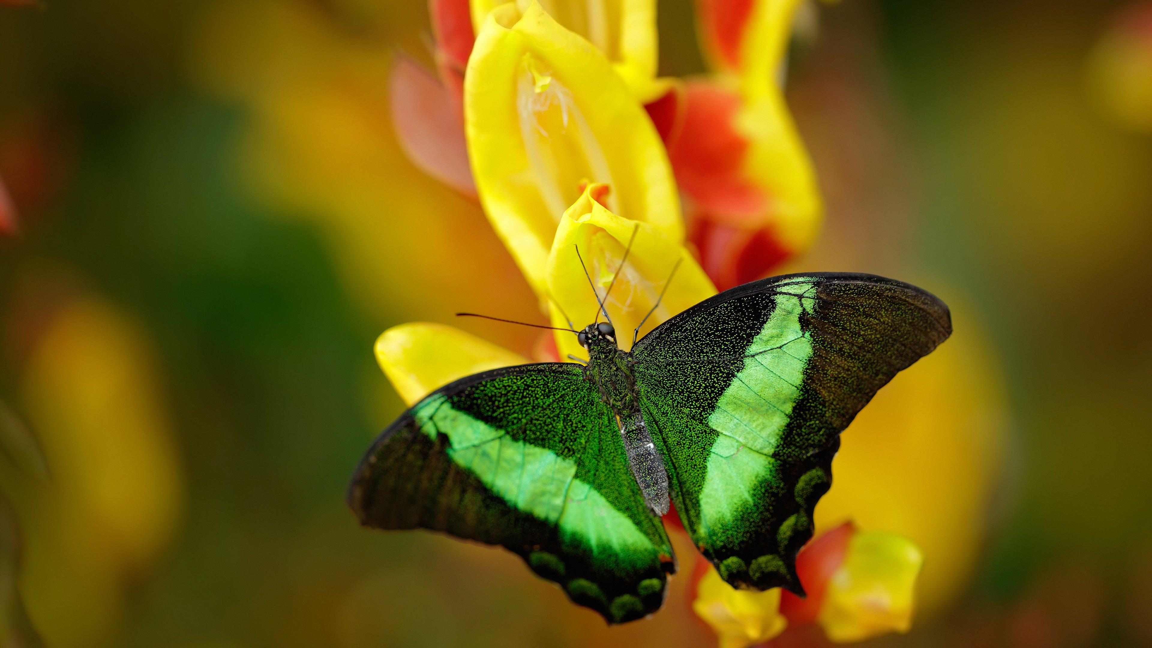 篮球与足球的交响诗，当湖人冲垮浙江队，欧冠决赛上演绿茵史诗