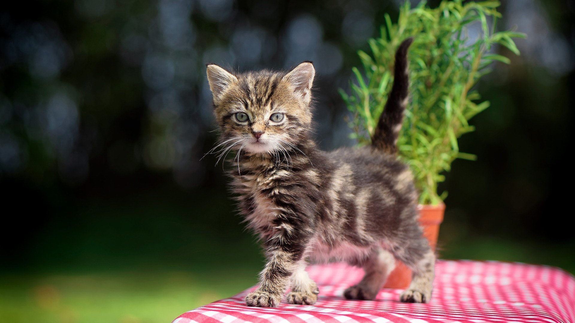 开云体育平台APP-破局者，恩比德的统治力与独行侠的逆袭风暴