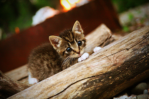 开云体育下载-钢铁防线收割热门，阿什拉夫沉默宣告，足球不只属于天才