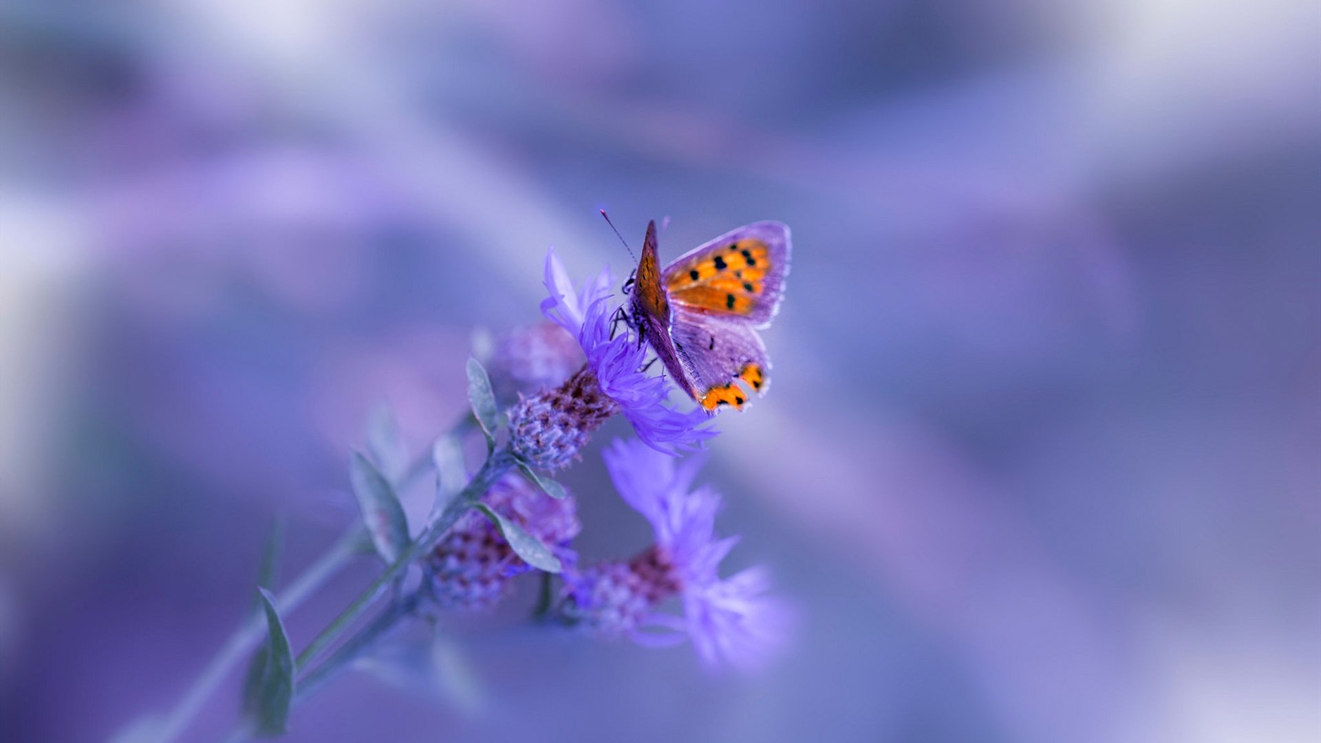 -夜光与引擎的救赎