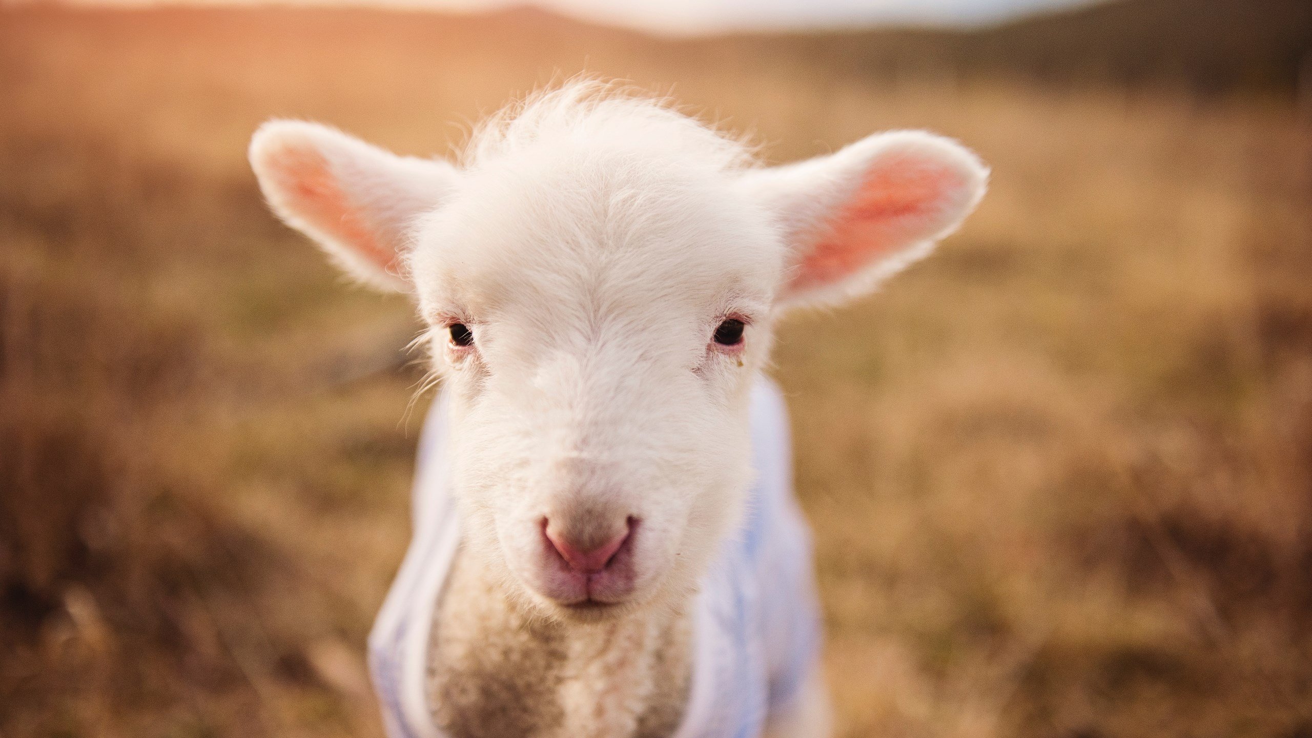 孤星闪耀与团队凯歌，东契奇爆发背后的广厦悬念终结