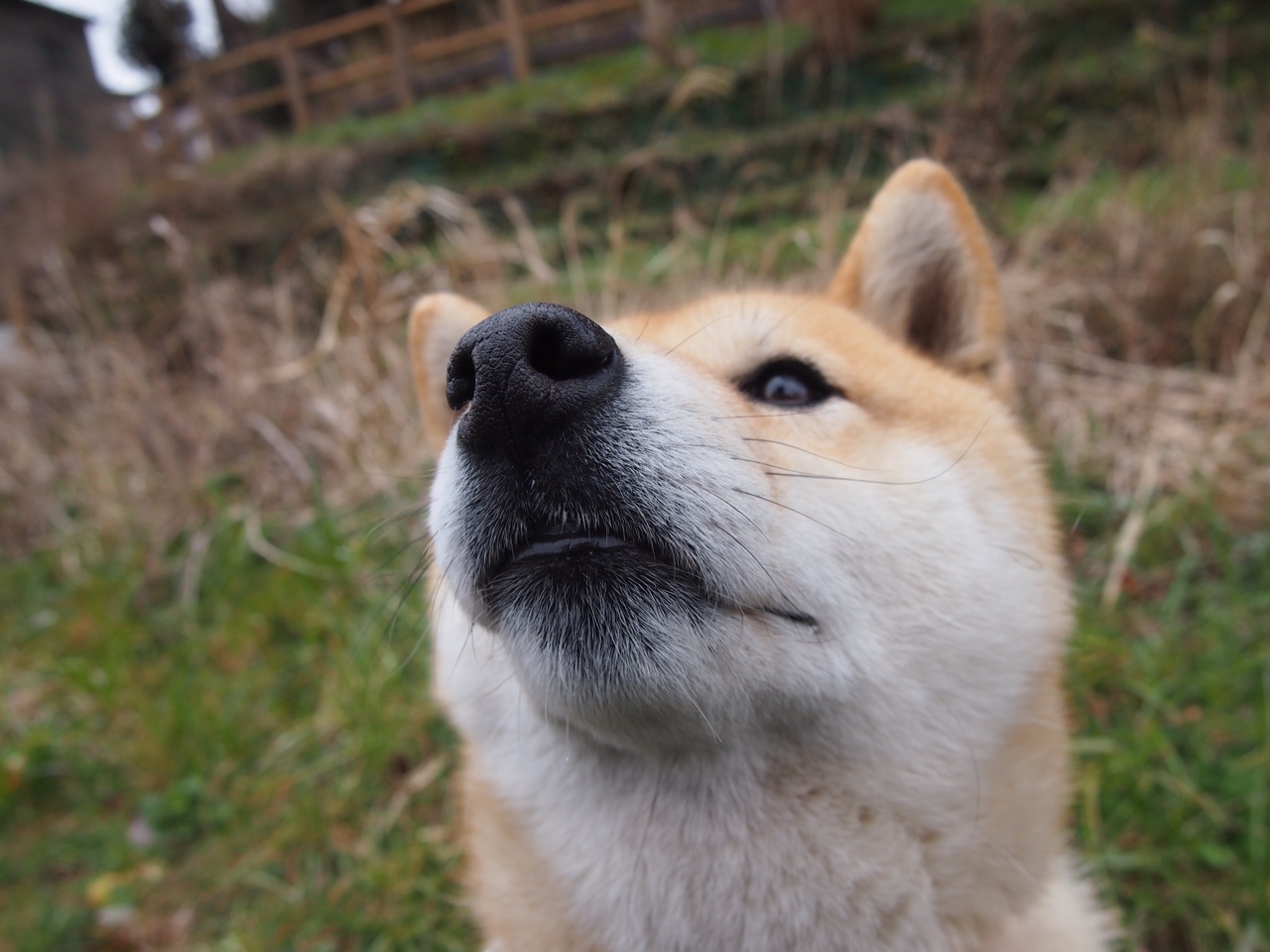 压不垮的巨人,挡不住的洪流,从伊布绝境爆发到葡萄牙的闪电战