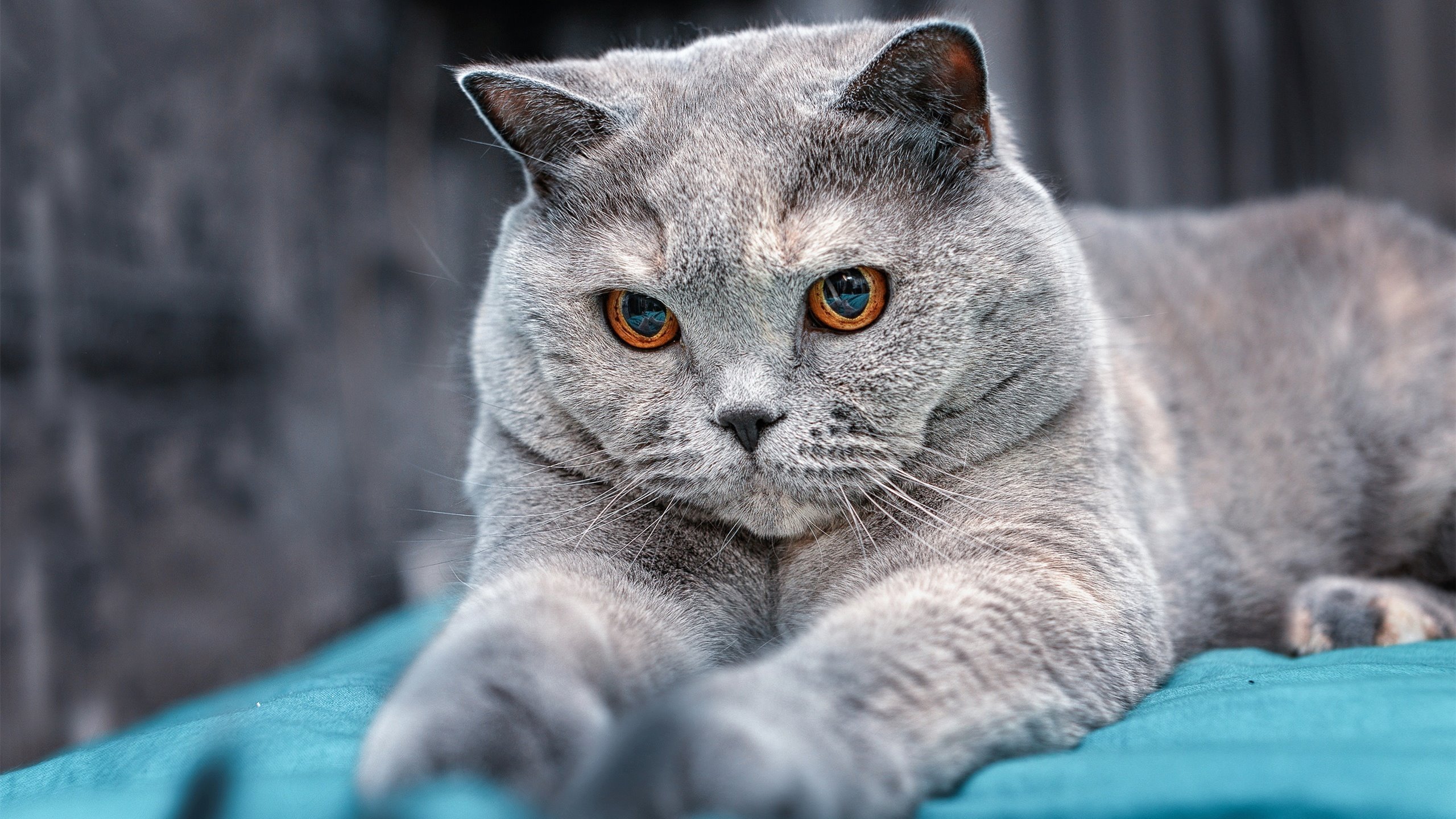 开云体育app-以约基奇的方式淘汰对手，当火箭的胜利遇见约基奇的统治