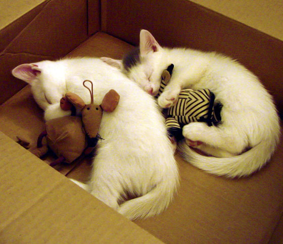 开云APP-快船用库里式投射收割魔术，当团队成为关键先生