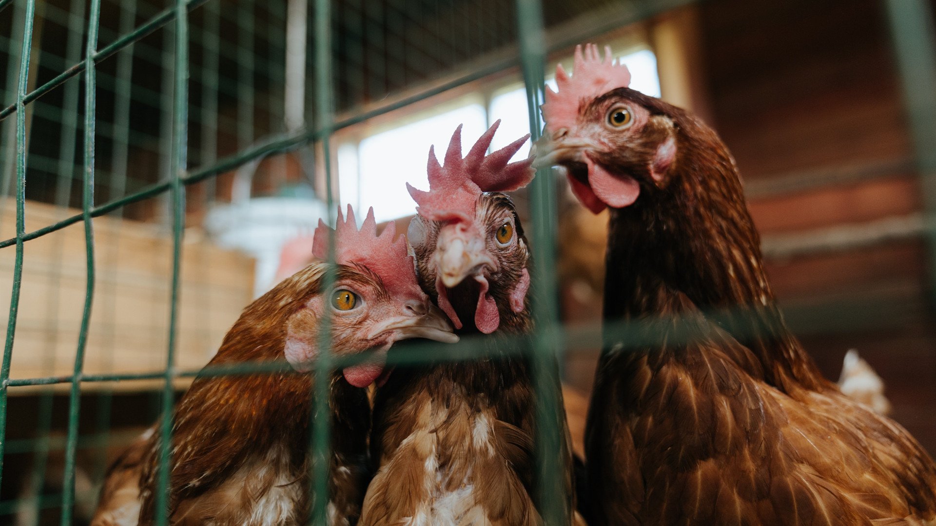 数据败给团队,内马尔统治级表演如何被挪威的雪崩意志击碎