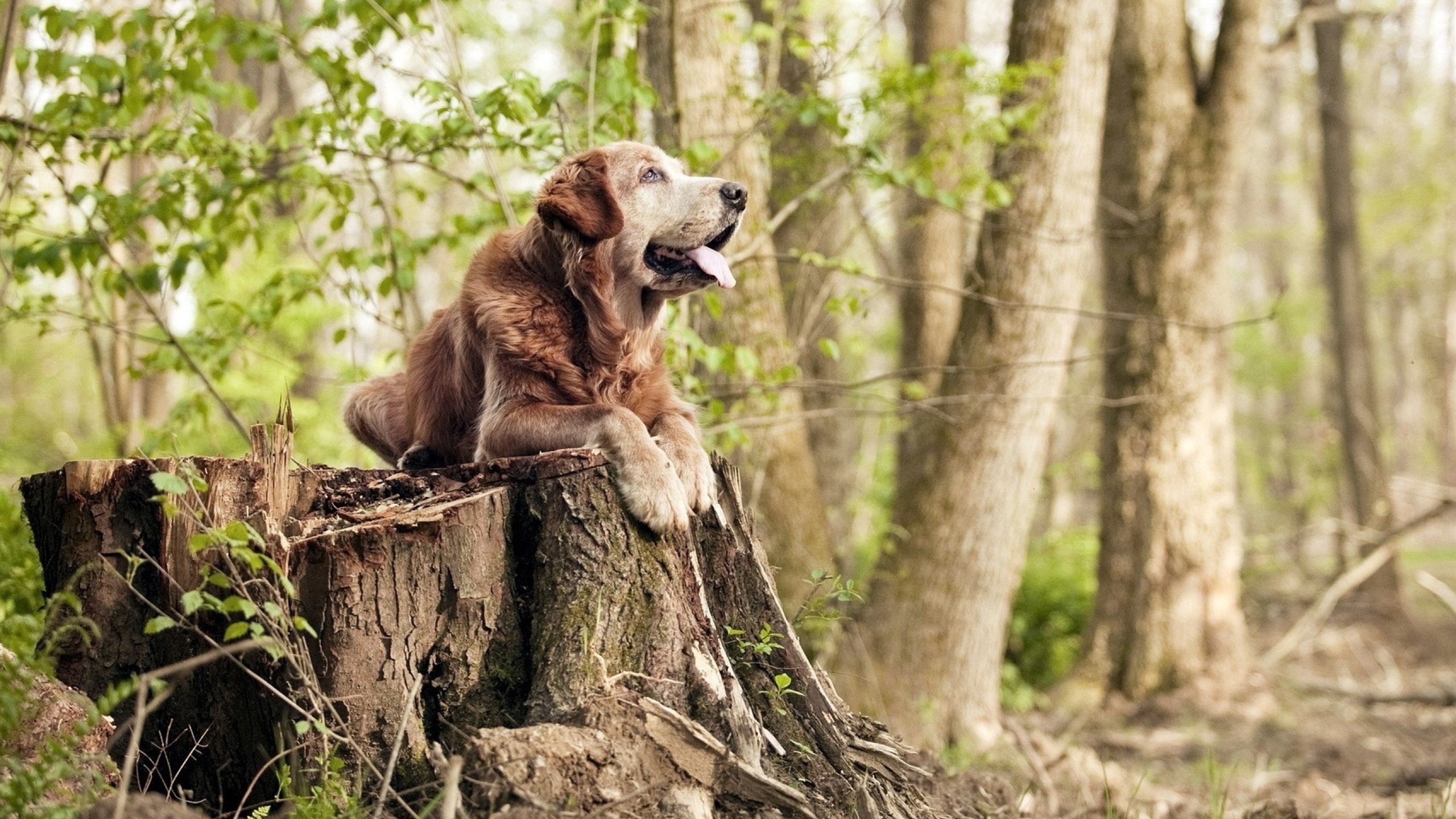 魔术绝地反击功亏一篑，霍勒迪末节屠刀冷血封喉