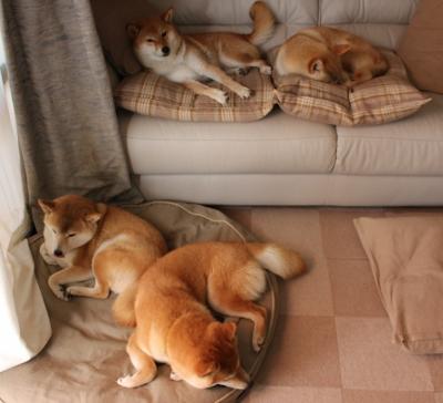 绿茵与硬木的双重奏,国家德比的激情与独行侠的团队胜利