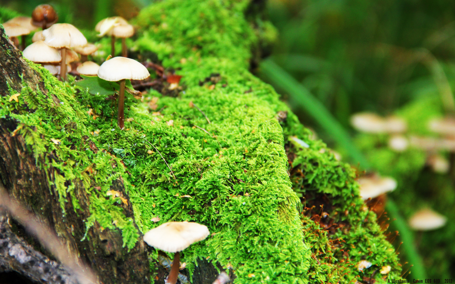 开云体育-跨界风暴，鹈鹕收割广厦背后，塔图姆在意甲焦点战的降维接管