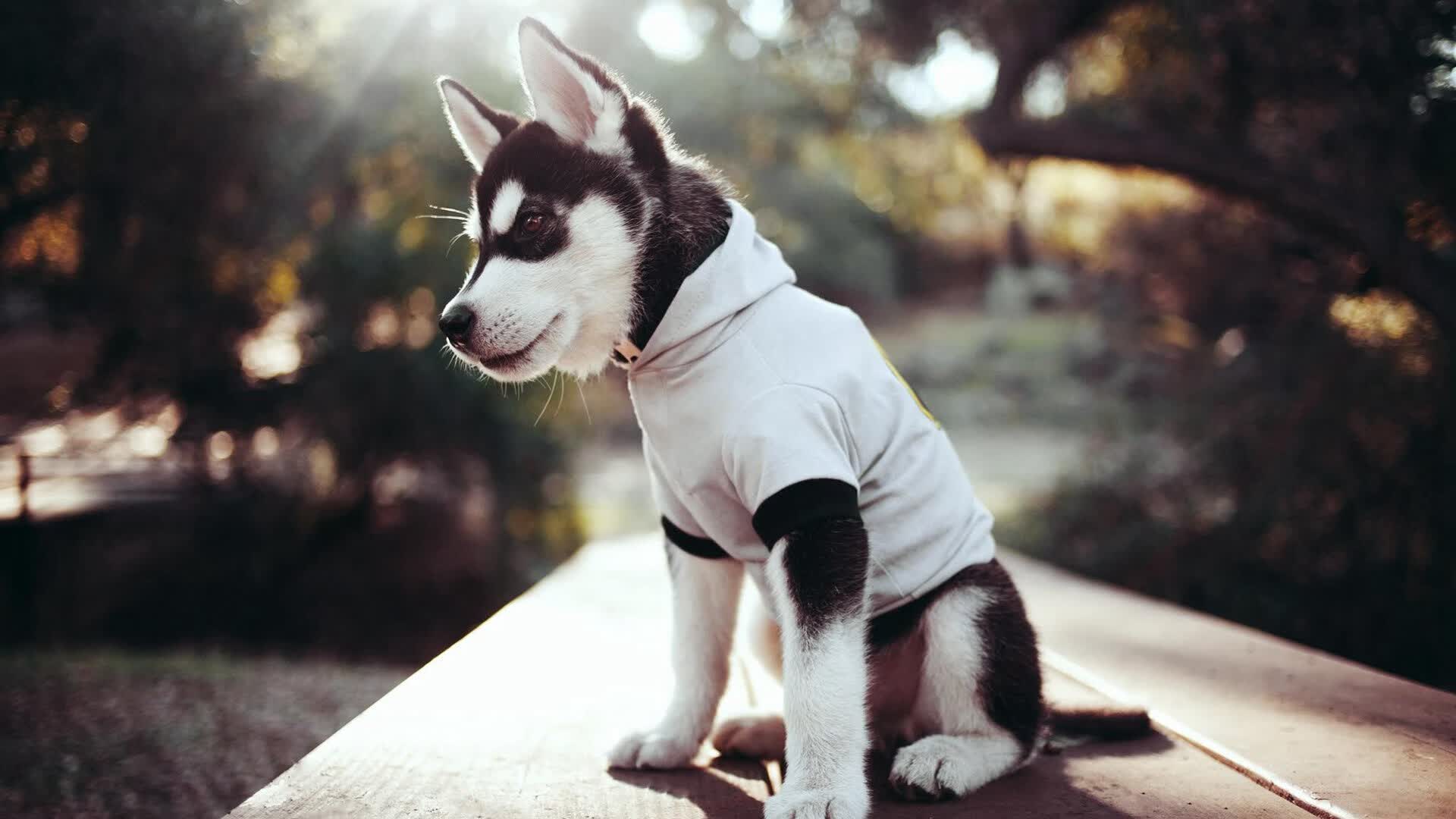 开云APP-马克西轰下40分击退火箭探花，费城新星用实力回应质疑